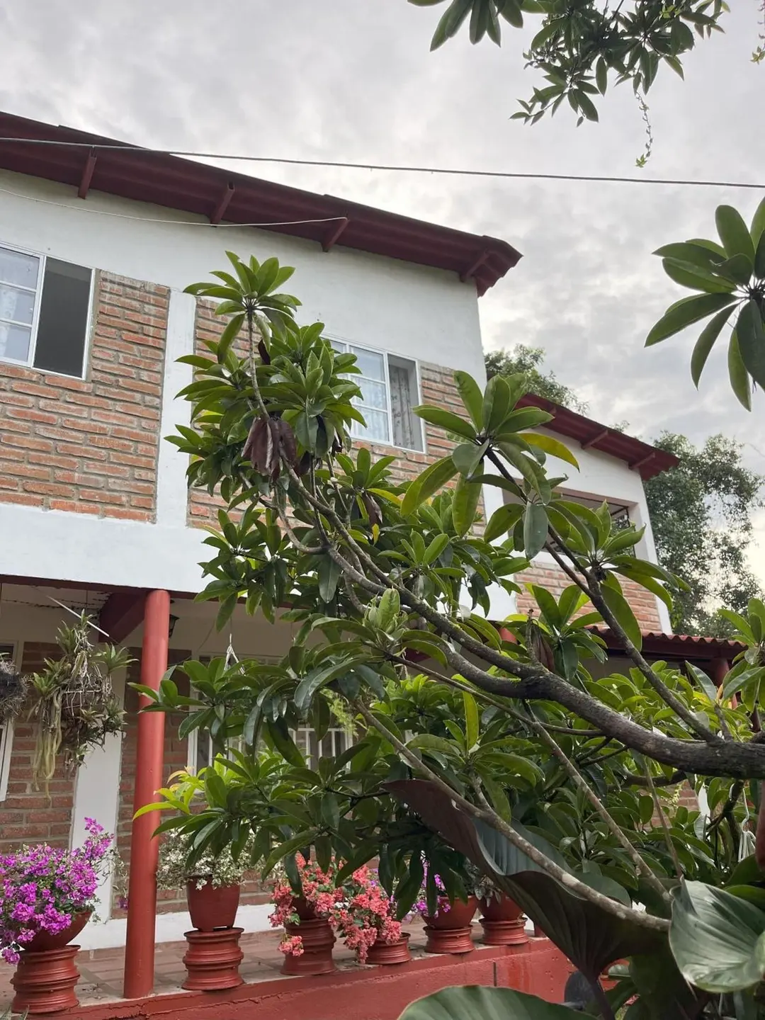 Fachada de la casa de dos pisos, de ladrillo y paredes blancas, con macetas de flores en el balcón y un árbol en primer plano.