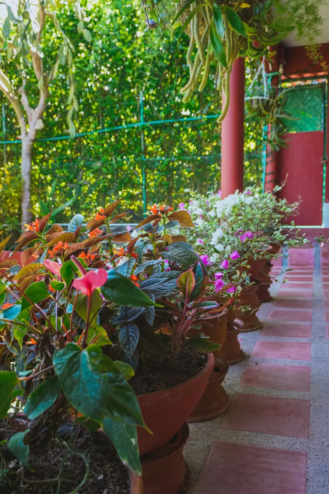 Corredor de la casa con columnas rojas y una fila de macetas con flores de colores.