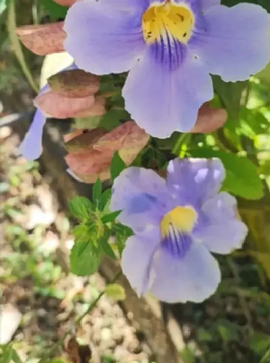 Flores lila con la garganta amarilla, entre hojas verdes y rojizas.