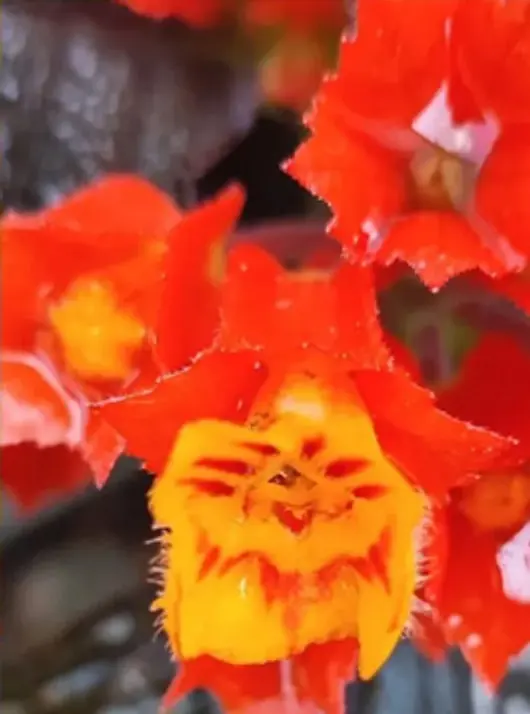 Flores rojo anaranjado de pétalos ondulados con el centro amarillo.