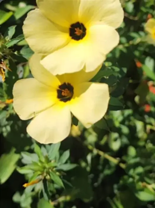Flores amarillo pálido de cinco pétalos con el centro oscuro, entre hojas verdes.